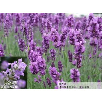 100% Natural Lavender Extract Powder 10: 1